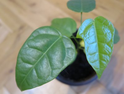 Brachychiton discolor - brachychiton - dvouletý semenáček